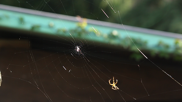 Spider Building A Web x3 speed Spider Building A Web x3 speed