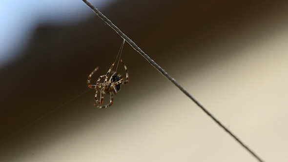 Spider Beginning His Web Spider Beginning His Web
