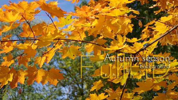 Autumn Forest Autumn Forest