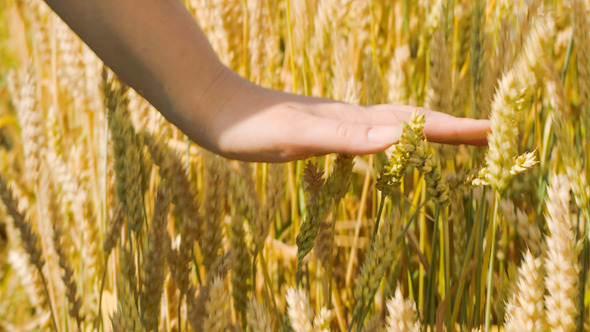 Woman Touching Ripe Wheat Woman Touching Ripe Wheat