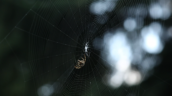 Close-up of Spider Finishing His Web Close-up of Spider Finishing His Web