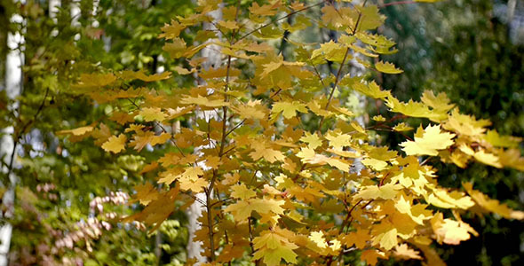 Autumn Forest Autumn Forest