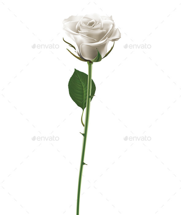 GraphicRiver White Rose 8989188 GraphicRiver White Rose 8989188