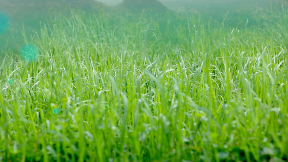 Grass Grass