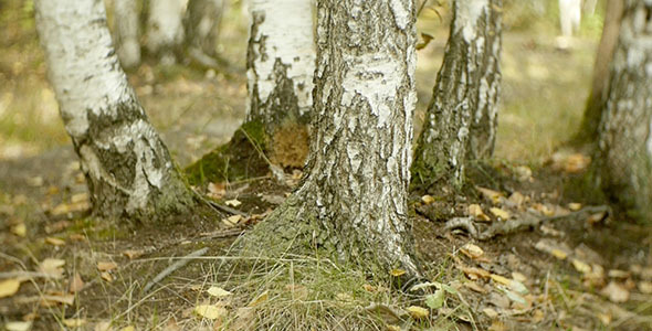 Trees In The Forest 3 Trees In The Forest 3