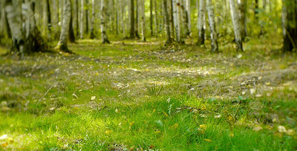 Green Grass In The Forest 2 Green Grass In The Forest 2