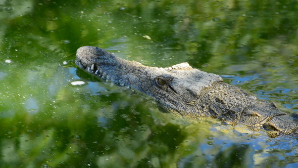 Crocodile Swimming in the River Crocodile Swimming in the River
