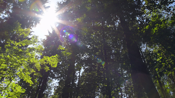 Ferns and Forest Ferns and Forest