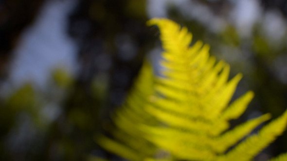 Fern Fern