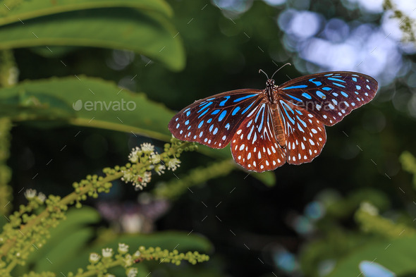 Open wing of Dark Blue Tiger butterfly