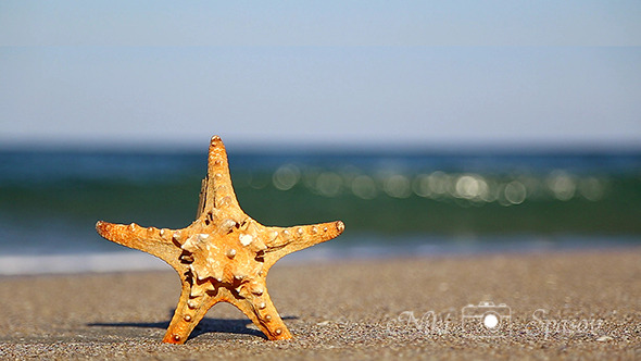 Starfish Starfish