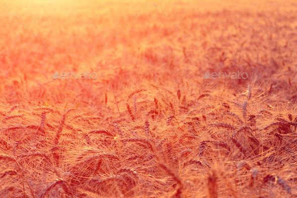 sunset wheat field (Misc) Photo Download