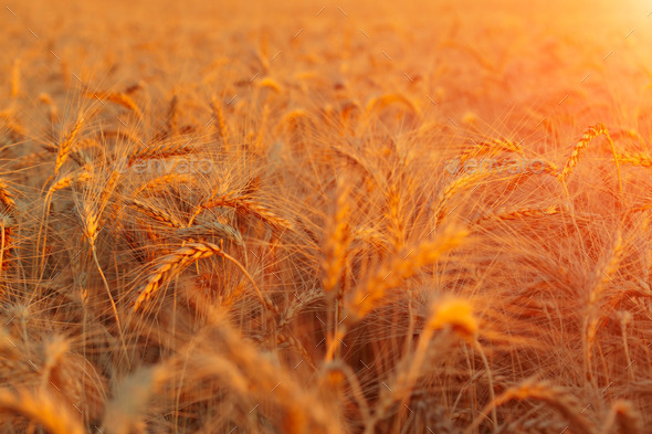 sunset wheat field (Misc) Photo Download