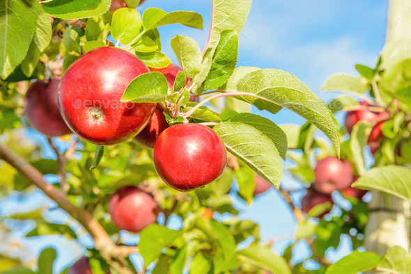 Red apples hanging on the tree (Misc) Photo Download