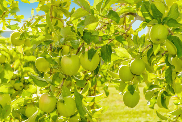 Green apples hanging on the tree (Misc) Photo Download