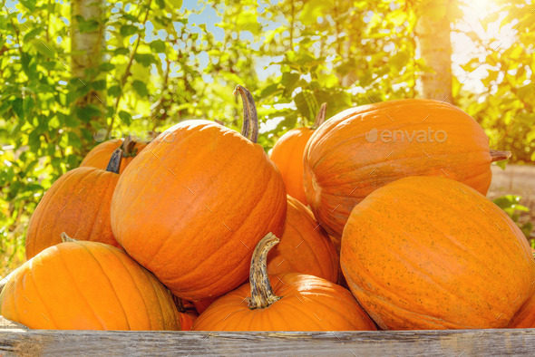 Pumpkins in a wooden box (Misc) Photo Download