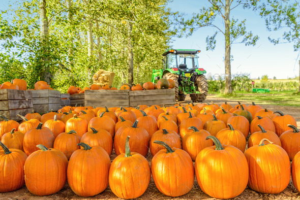 Freshly Picked Pumpkins In Early Fall (Misc) Photo Download