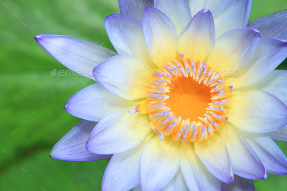 Close up of water-lily (Misc) Photo Download