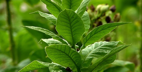 Tobacco Plant 3 Tobacco Plant 3