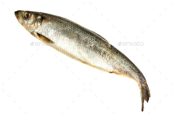 herring (Misc) Photo Download