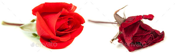 rose (Misc) Photo Download