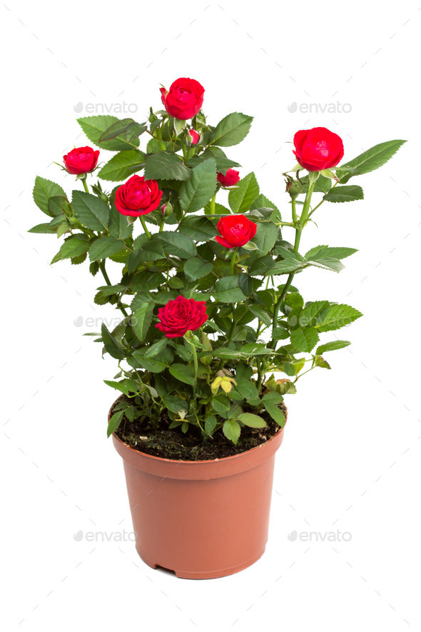 Roses in a flower pot (Misc) Photo Download