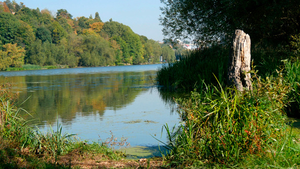 Forest On The Bank Of The River Forest On The Bank Of The River