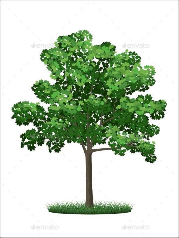 GraphicRiver Green Maple Tree 9023308 GraphicRiver Green Maple Tree 9023308