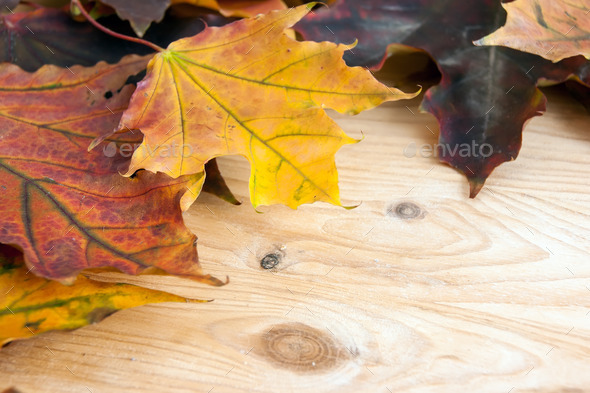 Autumn maple leaves on wooden background (Misc) Photo Download