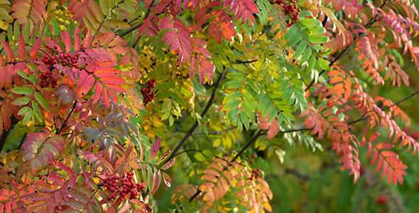 Red Mountain Ash Red Mountain Ash