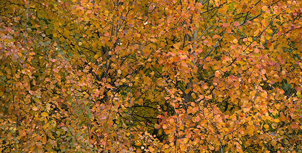 Red Aspen Leaves Red Aspen Leaves