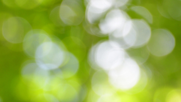 Nature Bokeh 1 Nature Bokeh 1