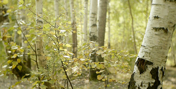 Forest 2 Forest 2