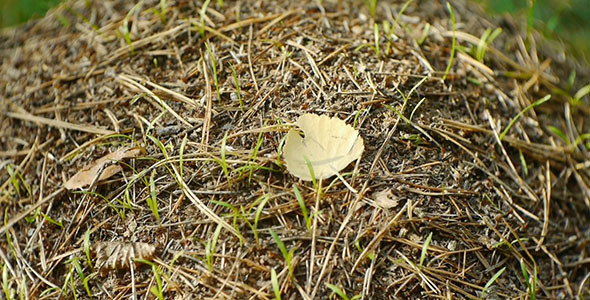 Anthill In The Forest 2 Anthill In The Forest 2