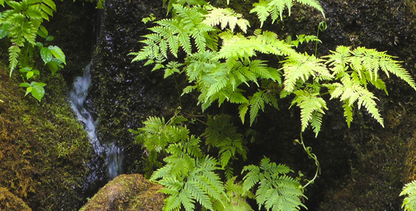 Tropical Plant and Waterfall Tropical Plant and Waterfall