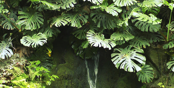 Tropical Plant and Waterfall 2 Tropical Plant and Waterfall 2