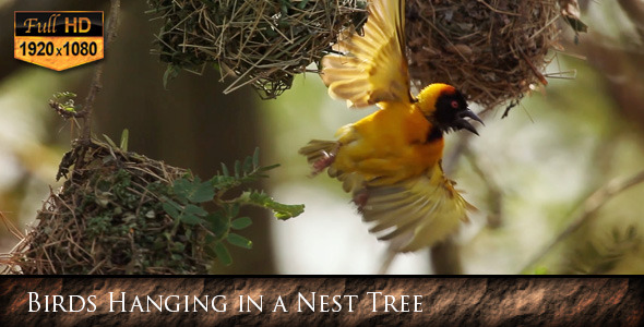 Birds Hanging in a Nest Tree 01 Birds Hanging in a Nest Tree 01