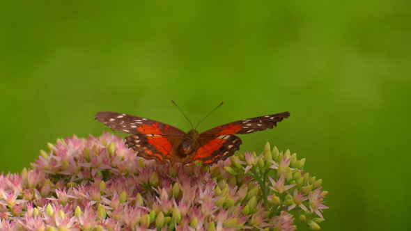 Butterfly 7 Butterfly 7