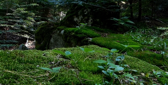 Part of the Forest 3 Part of the Forest 3
