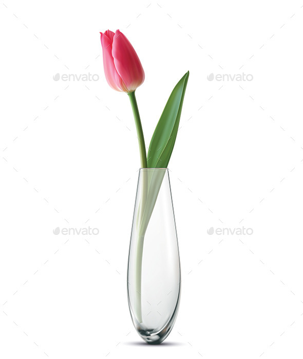 Tulip in a Vase (Flowers & Plants)
