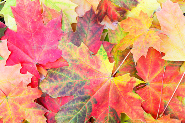 Colorful autumn leaves (Misc) Photo Download