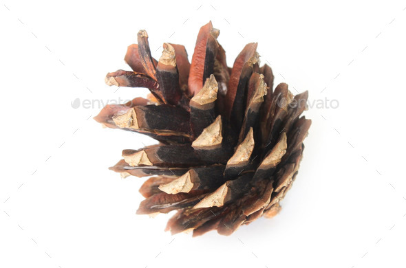 Pinecone (Misc) Photo Download