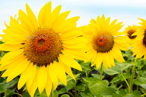 Sunflowers on the field (Misc) Photo Download