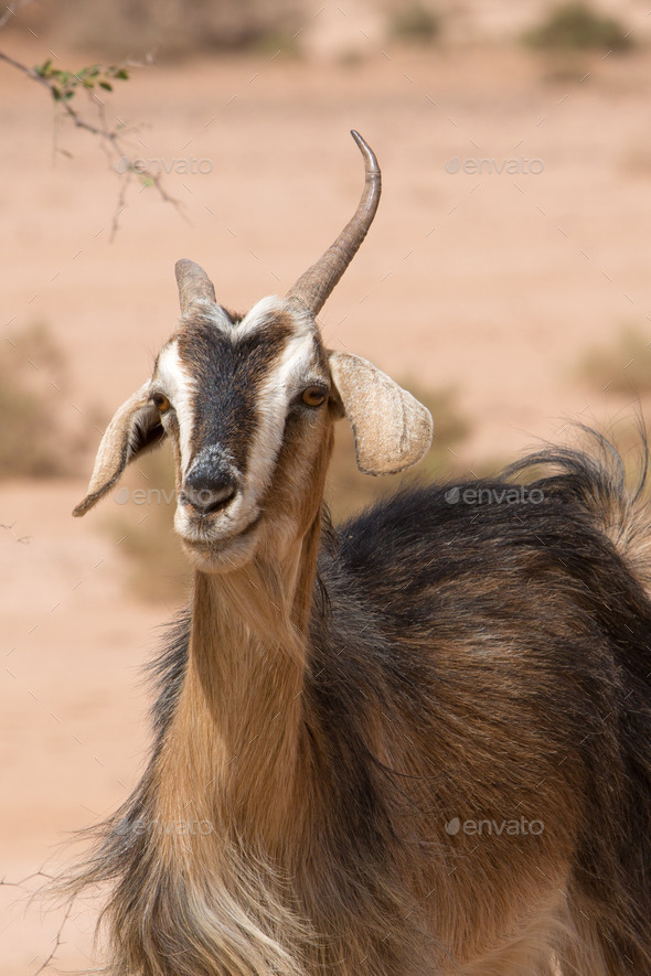 Moroccan goat portrait (Misc) Photo Download