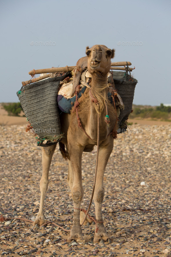 Camel on the beach in Morocco (Misc) Photo Download