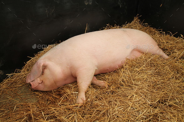 Female Pig.