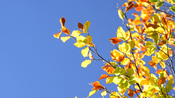 Autumn Foliage 4 Autumn Foliage 4