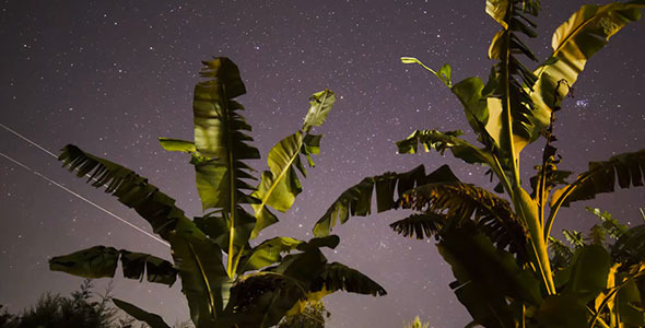 Stars & banana trees Sunrise Africa Stars & banana trees Sunrise Africa