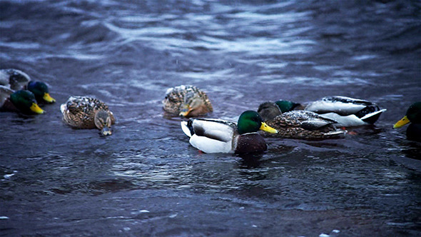 Ducks in Winter River Ducks in Winter River