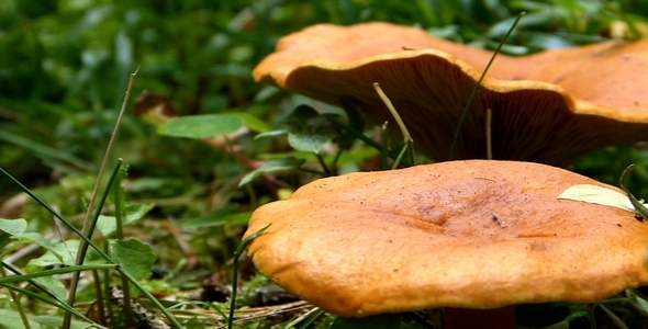 Wild Mushrooms 2 Wild Mushrooms 2